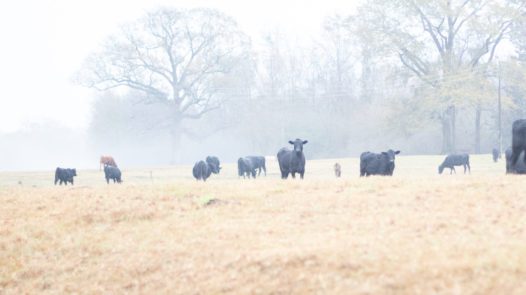 cows at freedom forest farm, south carolina