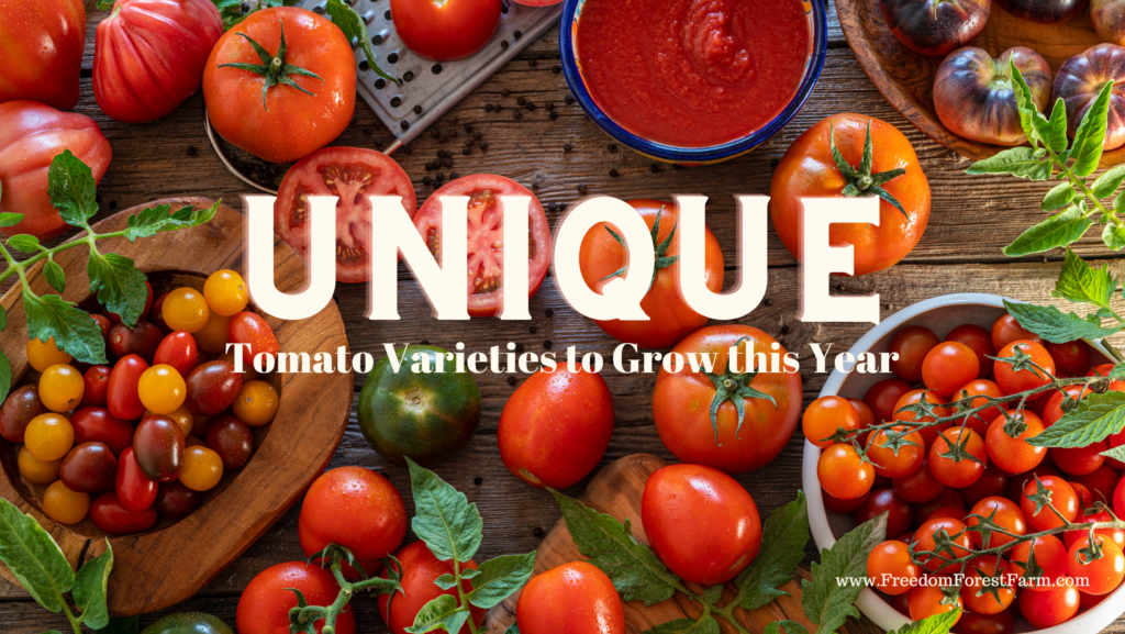 Unique Tomato Varieties to Grow this Year Freedom Forest Farm